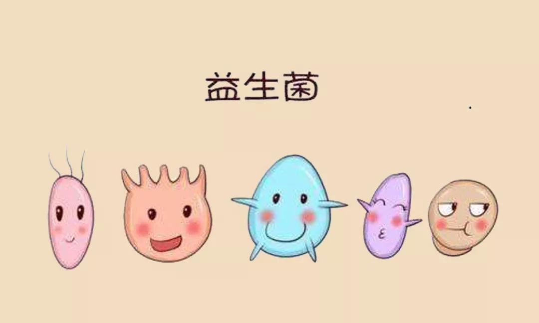 小马琪琪益生菌