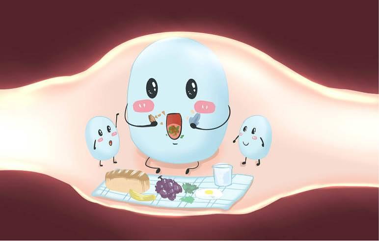 小马琪琪益生菌